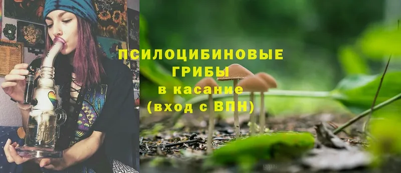 Галлюциногенные грибы Psilocybe  гидра как зайти  Приморск 